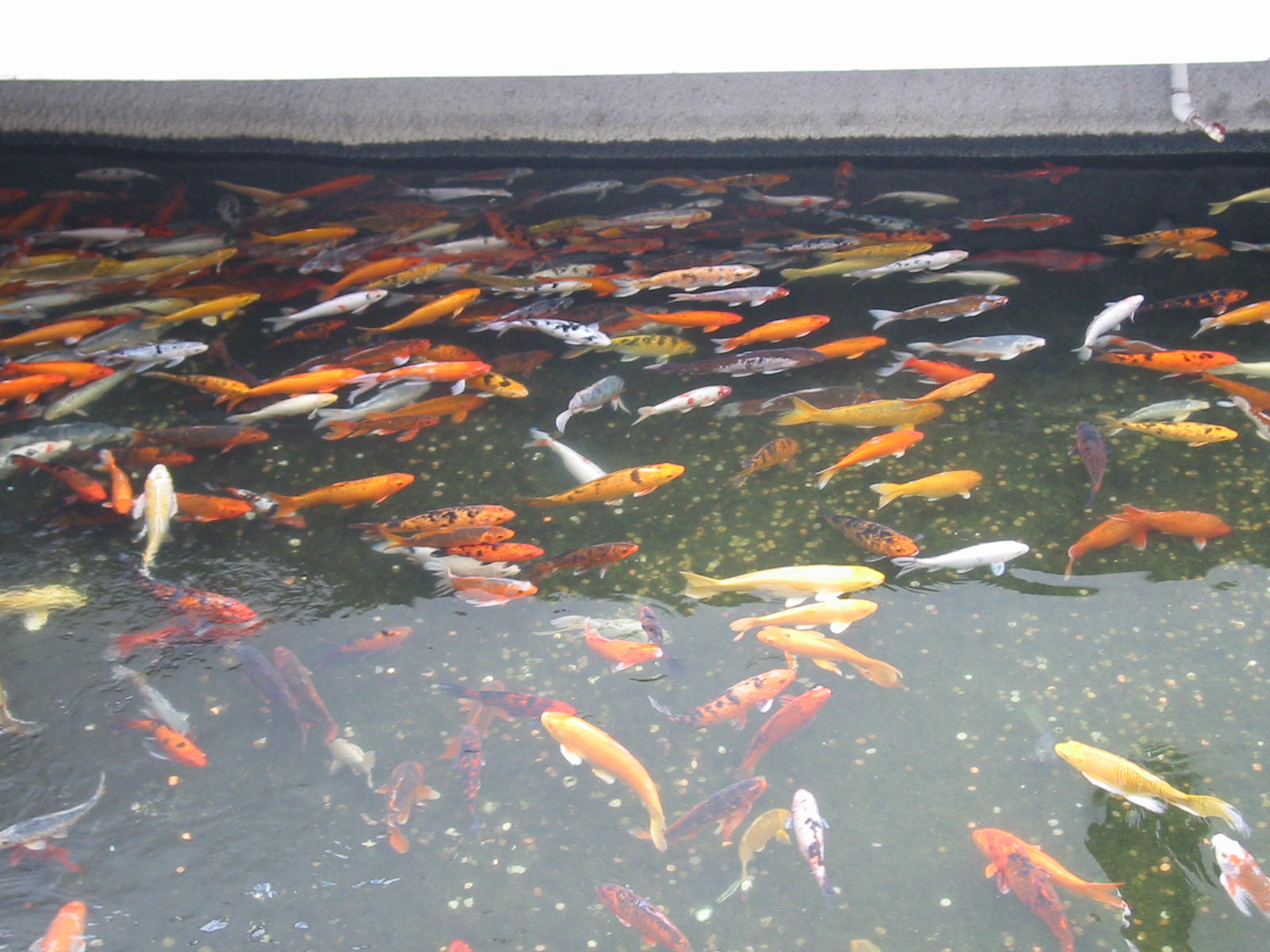 Laughlin, Nevada , thousands of fish 